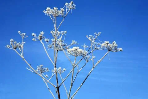 Hoarfrost on a grass Stock Photos
