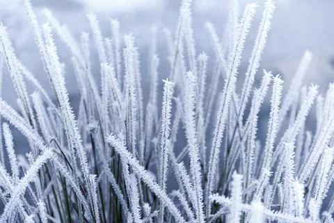 Hoarfrost on the grass Stock Photos