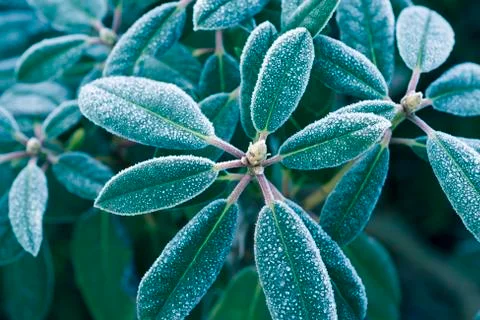 Hoarfrost on green Foto stock
