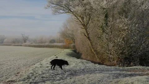 Hoarfrost landscape scene Stock Footage 225565332