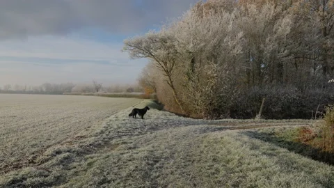 Hoarfrost landscape scene Stock Footage 225565617