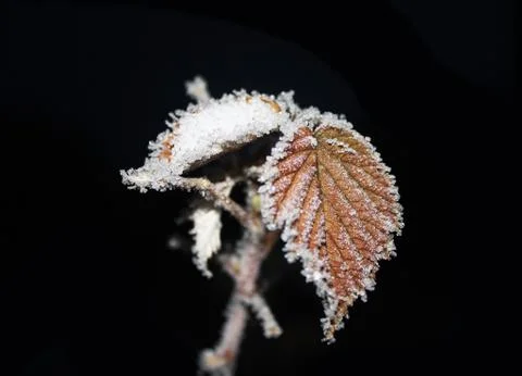 Hoarfrost on a leaf Stock Photos