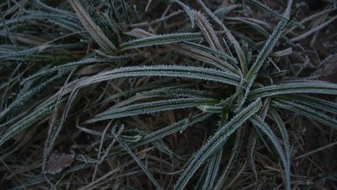 Hoarfrost on Leaves Stock Footage 81340654