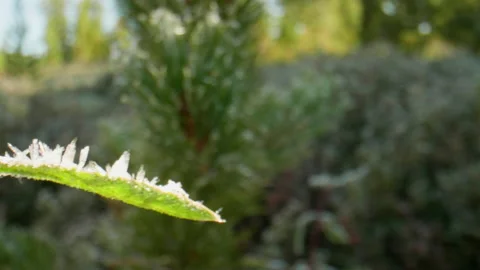 Hoarfrost on the leaves Stock Footage 196832366