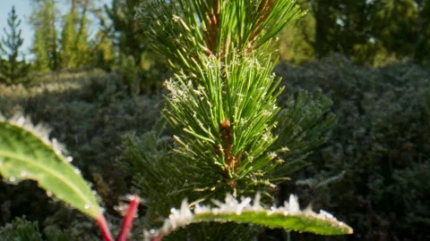 Hoarfrost on the leaves Stock Footage 199282191