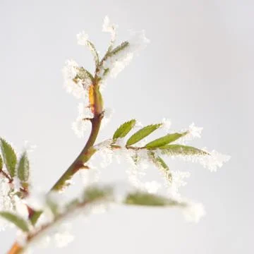 Hoarfrost on leaves Foto stock