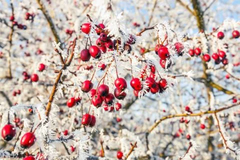 Hoarfrost on leaves 스톡 사진