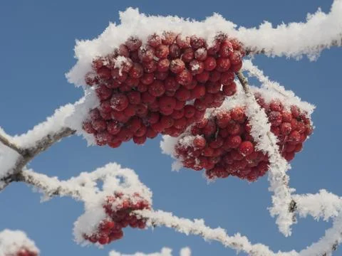 Hoarfrost on mountain ash Stock Photos