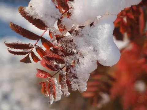 Hoarfrost on mountain ash Stock Photos