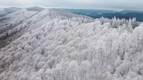 Hoarfrost on mountain forest Stock Footage 256844630