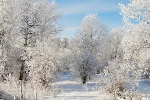 Hoarfrost Stock Photos