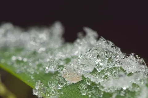 Hoarfrost Stock Photos