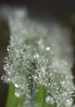 Hoarfrost Stock Photos