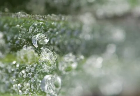 Hoarfrost Stock Photos