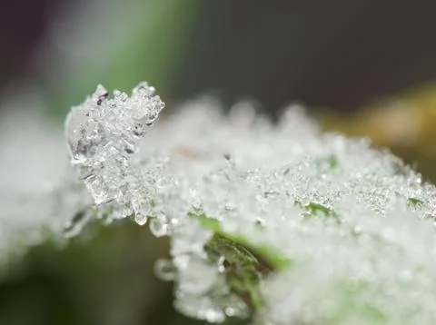 Hoarfrost Stock Photos