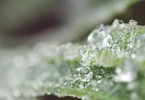 Hoarfrost Stock Photos