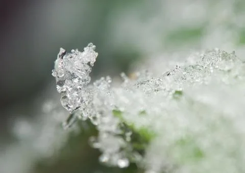 Hoarfrost Stock Photos