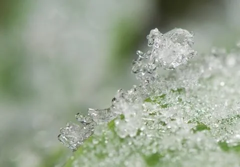 Hoarfrost Stock Photos