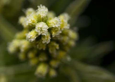 Hoarfrost Stock-Fotos