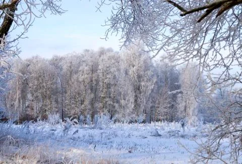 Hoarfrost Stock Photos