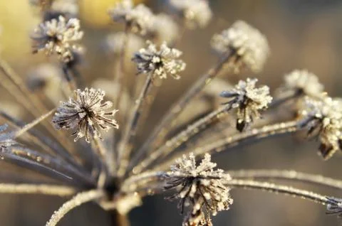 Hoarfrost. Stock Photos
