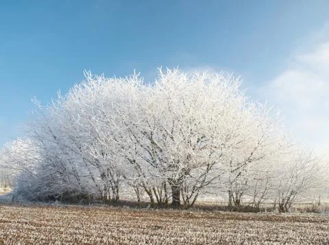 Hoarfrost Stock Photos