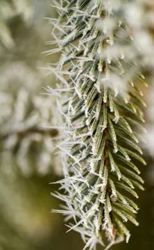 Hoarfrost on pine branch Stock Photos