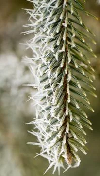 Hoarfrost on pine branch Stock Photos