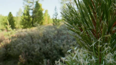 Hoarfrost on pine needles Stock Footage 196818933