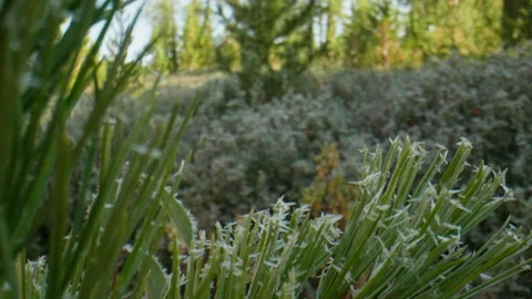 Hoarfrost on pine needles Stock Footage 197373595