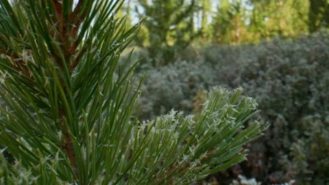 Hoarfrost on pine needles Stock Footage 197510637