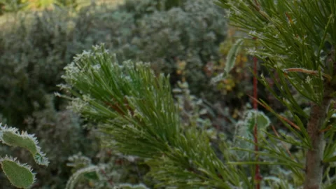 Hoarfrost on pine needles Stock Footage 199281398