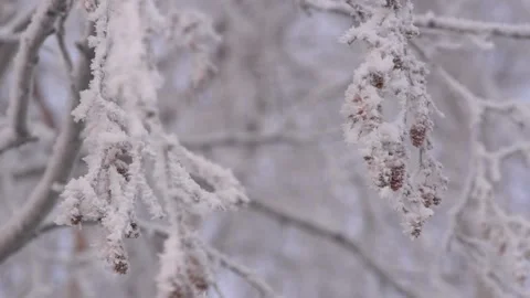 Hoarfrost on rowan branches 動画素材 169428982