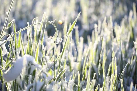 Hoarfrost shines in the rays Stock Photos