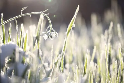 Hoarfrost shines in the rays Stock Photos