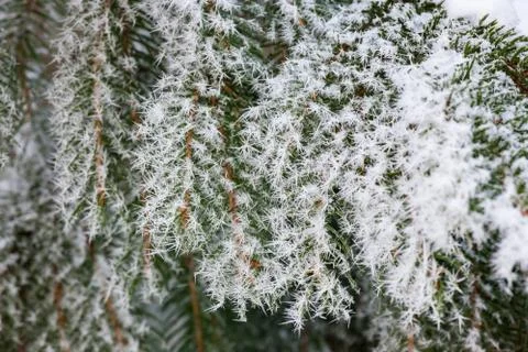 Hoarfrost spruce branches cold winter day Stock Photos