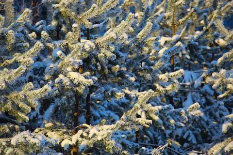 Hoarfrost on spruce tree Foto stock