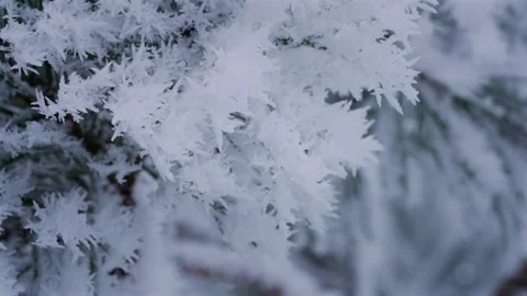 Hoarfrost Texture on Conifer Needles in Cold Winter Macro Detail Vídeo Stock 331300677