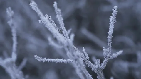 Hoarfrost on tree branches Stock Footage 166692484