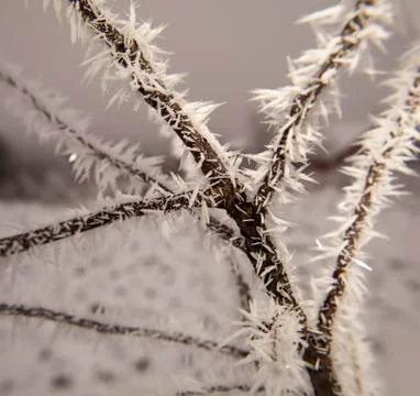 Hoarfrost on tree branches Stock Photos