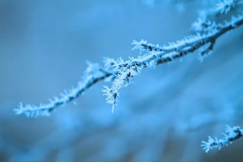 Hoarfrost on tree branches Stock Photos