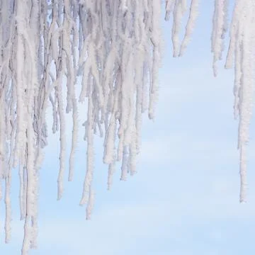 Hoarfrost on a tree Stock Photos