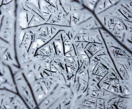 Hoarfrost on a tree Stock Photos