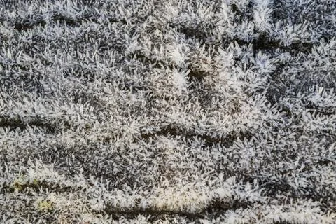 Hoarfrost on tree trunk surface Stock Photos