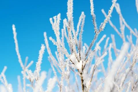 Hoarfrost on the tree, winter background, small depth of field Foto stock