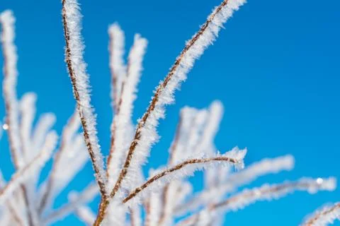 Hoarfrost on the tree, winter background, small depth of field Foto stock