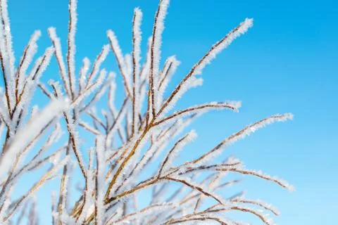 Hoarfrost on the tree, winter background, small depth of field Stock Photos