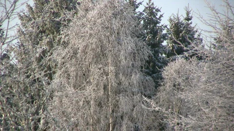 Hoarfrost on trees 스톡 동영상 625250