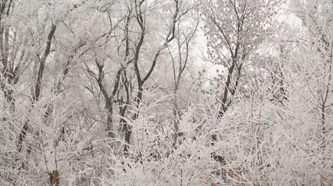 Hoarfrost on a Trees Stock Footage 45849553