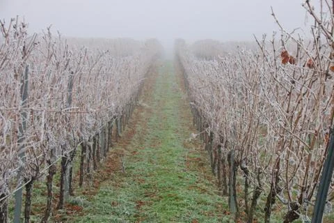 Hoarfrost in a vineyard Stock Photos